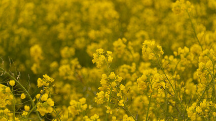 Obraz premium 菜の花畑で咲く満開の菜の花