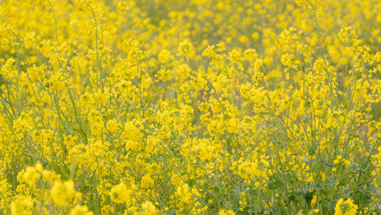 Obraz premium 菜の花畑で咲く満開の菜の花