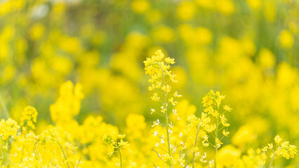 菜の花畑で咲く満開の菜の花
