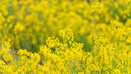 菜の花畑で咲く満開の菜の花