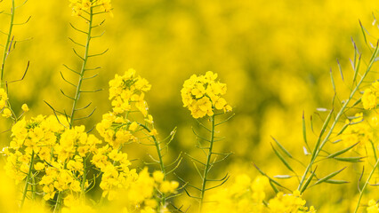 Obraz premium 菜の花畑で咲く満開の菜の花