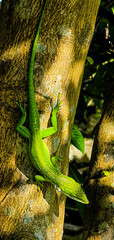 green lizard on a tree