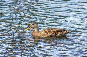 A mottled duck swimming across the rippled water of a farm pond. 