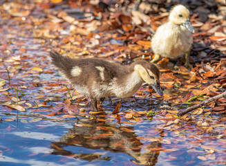 Muscovy Duckllings walk along the water's edge of a pond. 