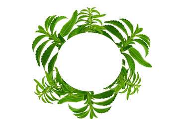 Stevia twig isolated on white background.Stevia plant.Organic natural low calorie...