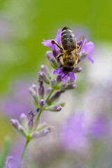 Bee on a lavender flower.