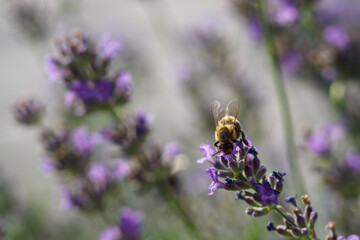 Bee on a lavender flower.