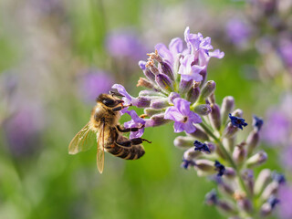 Bee on a lavender flower.