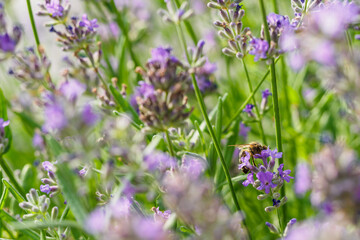 Bee on a lavender flower.