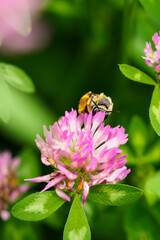 Bee pollinating a plantain flower.