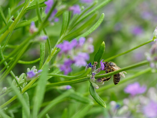 Bee on a lavender flower.