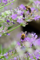 Bee on a lavender flower.