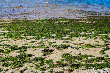 seaweed on sands 