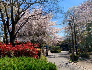 春の散歩道