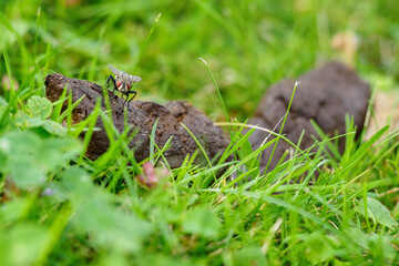 Black fly sitting on dog feces.