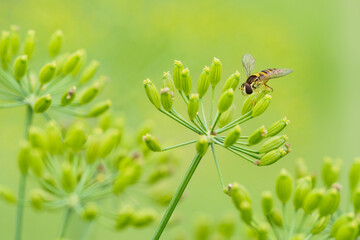 Hoverfly on a dill flower.