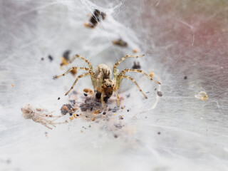 Spider on a white cobweb.