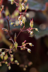 Little bee pollinating a flower.