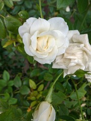 white rose in the street