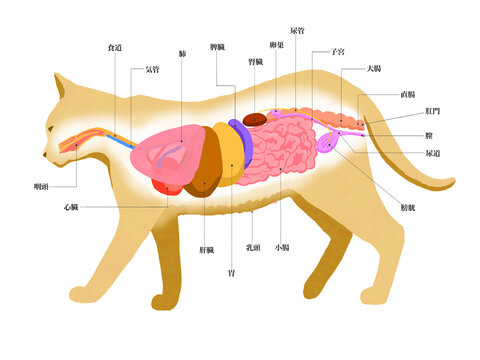 メス猫の解剖図線なし