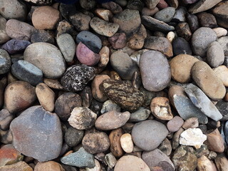 Coral texture for an industrial background