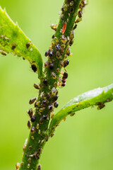Aphids on a daisy stem.