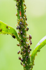 Aphids on a daisy stem.