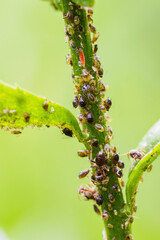 Aphids on a daisy stem.