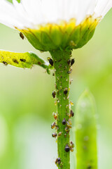 Aphids on a daisy stem under a flower.