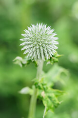 Buds of a round thistle outside on a plant.