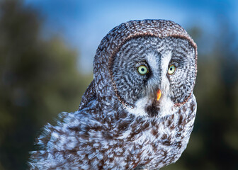  Great grey owl, Strix nebulosa perched on a post