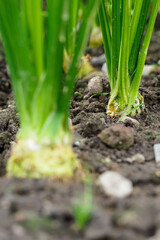 Young celery growing in the clay.
