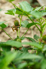 Green fruit of Indian strawberry on the plant.