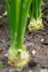 Young celery growing in the clay.
