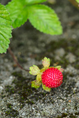 Red fruit of an Indian strawberry on a plant.