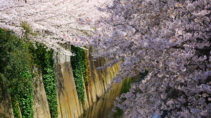 神田川　桜の宴
