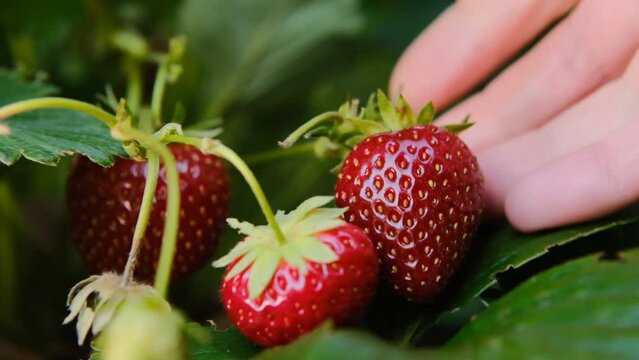 Picking Strawberry.summer berries.Strawberry in a hand. hand picks Red strawberries from a bush close-up in the rays of the sun in the summer garden. High quality 4k footage