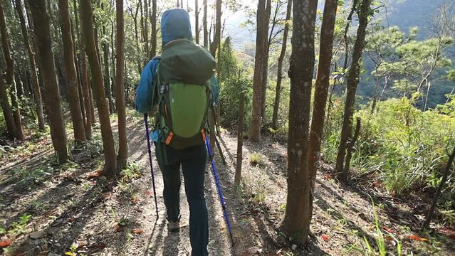 Woman hiker hiking in sunrise spring tropical forest, slow motion