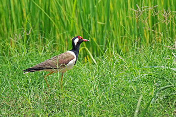Red-wattled Lapwing  on rice field