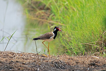 Red-wattled Lapwing  on rice field