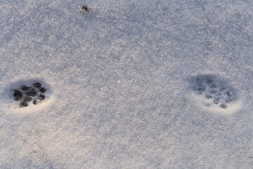 Cat tracks in the snow. Animal life in winter.