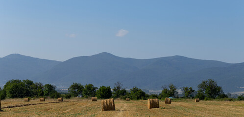 Wheat harvesting. Round bales of straw in the field. Agriculture in mountainous areas.
