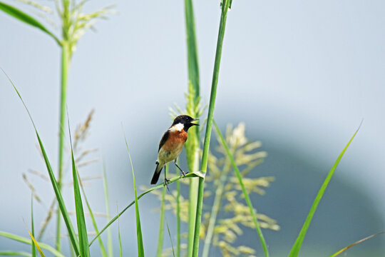 The Pied Bushchat on grass