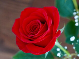Single red rose in bloom