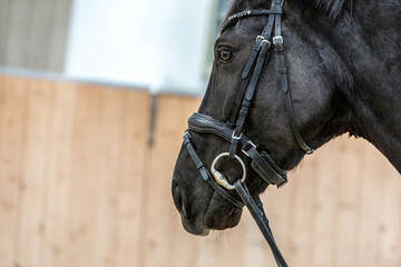 Close-up of a horses head. Focus on a horse wearing a bridle