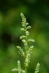 Wormwood flower buds in detail.