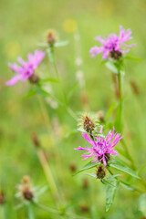 Pink flowers of meadow cornflowers.