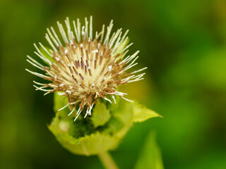 Thistle meadow flower in the meadow.