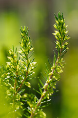 Yellow flowers on the stem of the heather.