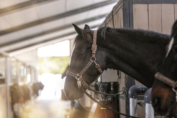 Portrait of a tethered horse at a stable aisle. Equestrian scenery